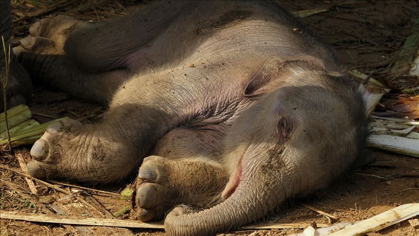 Laporkan Pembunuh Gajah, RSPO Malaysia Hadiahkan RM50.000