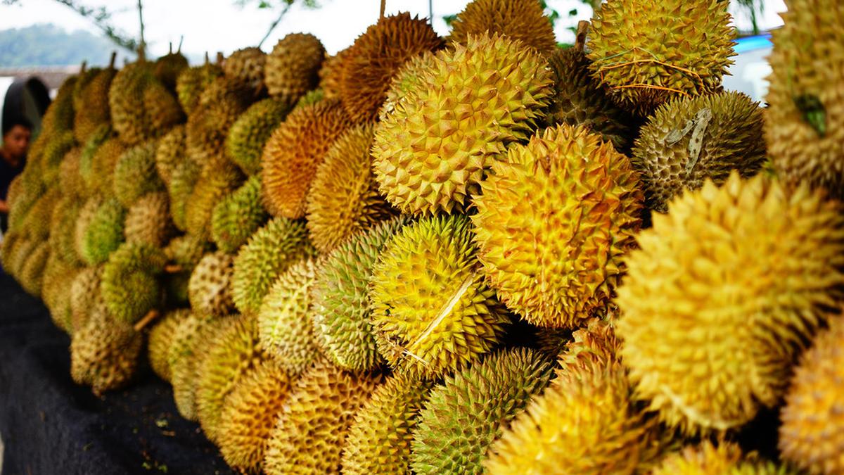 Sambut Musim Durian, Kawasan Sinapeul Jadi Sentra Perburuan Kuliner Terfavorit di Majalengka